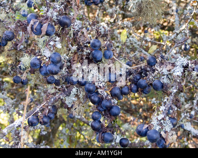Schlehen, Blackthorn Busch Stockfoto