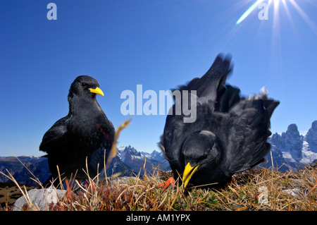 Zwei alpine Nebelkrähen (Pyrrhocorax Graculus) Stockfoto