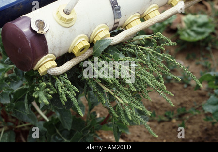 Hectaspan Unkraut Wischer Behandlung von Unkraut Rüben mit Roundup im Bereich Pflanzenschutz Stockfoto