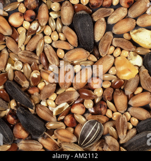 Verschiedene Samen und Körner, aus denen im Handel erhältlichen Vogel Saatgut, Weizen, Hirse und Sonnenblumenkernen Stockfoto