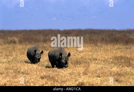 Spitzmaulnashorn, Syncerus Caffer, Ngorongoro Krater, Tansania Stockfoto