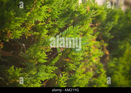 Thuja Orientalis hautnah Stockfoto