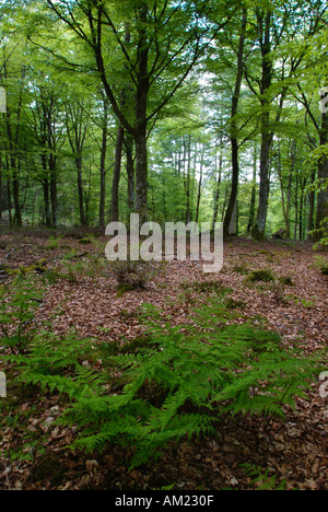 Strand-Bäume und Farne Wald im Frühjahr Drumlanrig Wald Schottland Stockfoto