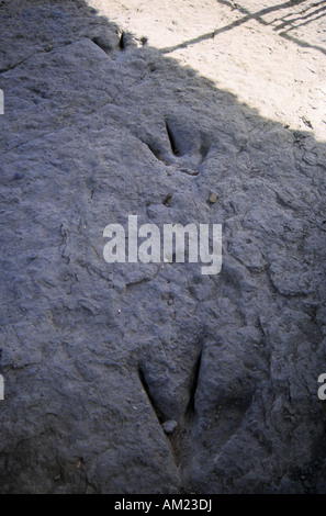 Theropode Fußabdruck am Valdecevillo Standort Region ENCISO La Rioja Spanien Stockfoto