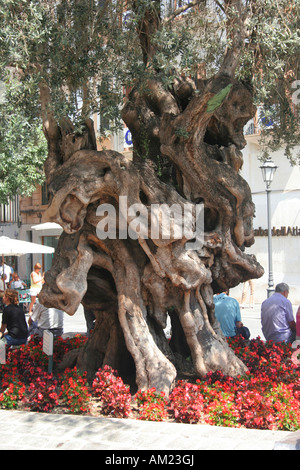 Olivenbaum, Placa de Cort, Palma, Mallorca, Spanien Stockfotografie - Alamy