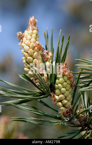 Kiefer (Pinus Sylvestris), männliche Blüten Stockfoto