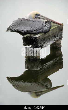 Brauner Pelikan (Pelecanus Occidentalis) San Francisco Bay, Kalifornien USA Stockfoto