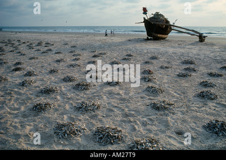 Indien Goa Colva Strand versammelt Berge von kleinen Fischen am späten Nachmittag, die im Laufe des Tages auf dem Sand in der Sonne getrocknet sind. Stockfoto