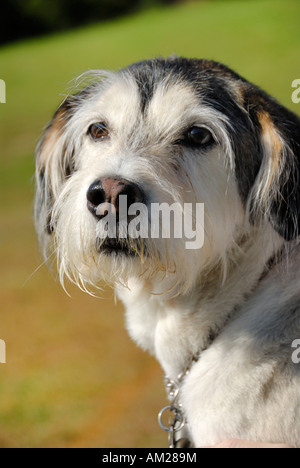 Der Familienhund Stockfoto