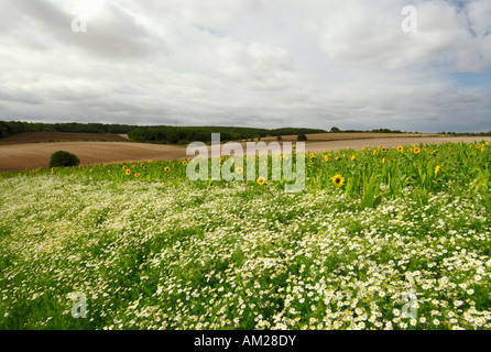 Gänseblümchen und Sonnenblumen auf die Ridgeway, in der Nähe Wantage, Oxfordshire, England, UK Stockfoto