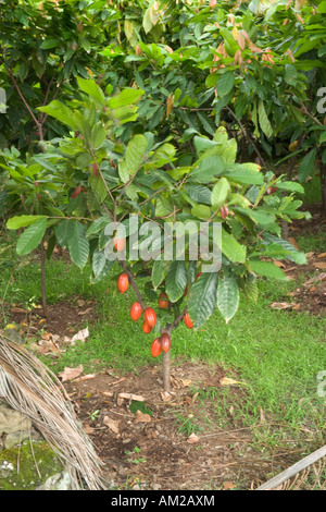 Kakaobaum mit Reifen Schoten. Stockfoto