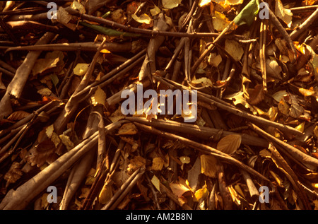 Trockene Blätter im Herbst Stockfoto