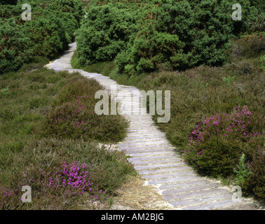 Geographie/Reisen, Großbritannien, England, Dorset, Isle of Purbeck, Landschaften, Studland, Heide, Additional-Rights - Clearance-Info - Not-Available Stockfoto