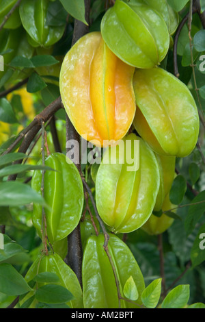 Sternfrüchte wachsen auf Ast. Stockfoto