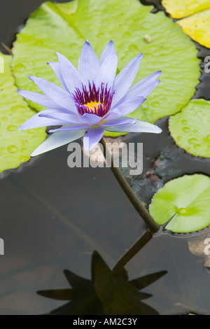 CAYMAN Inseln, GRAND CAYMAN, Frank Ton: Queen Elizabeth 2 Botanischer Park, Lilly Teich Stockfoto