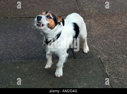 Ein Jack-Russell-Terrier Hund bellen. Stockfoto