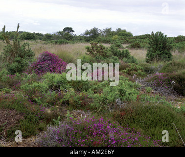 Geographie/Reisen, Großbritannien, England, Dorset, Isle of Purbeck, Landschaften, Studland, Heide, Additional-Rights - Clearance-Info - Not-Available Stockfoto