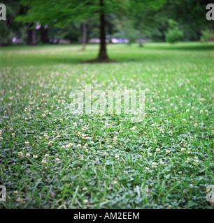 grüne Wiese-park Stockfoto