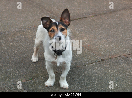 Ein Haustier Jack-Russell-Terrier Hund, stehend schauen neugierig. Stockfoto