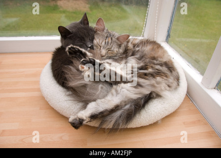 Katzen zusammengerollt zusammen im Bett Donut Stockfoto