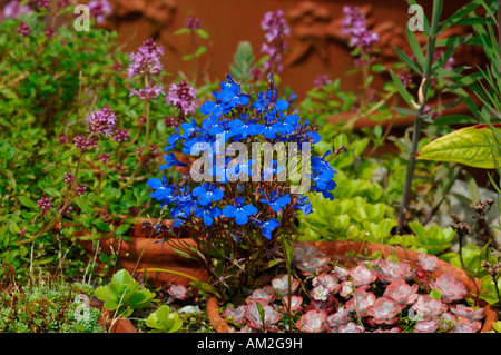 Krautige mehrjährige blaue Lobelie Blumen. Stockfoto