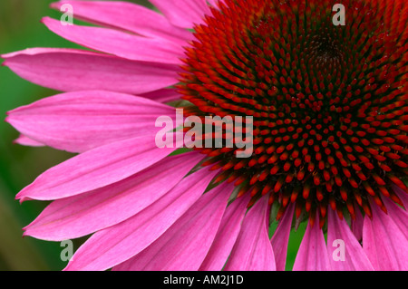 ECHINACEA PURPUREA DUNKEL ERGAB SICH Stockfoto