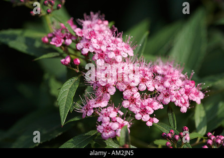 Spiraea Japonica Shirobana Stockfoto