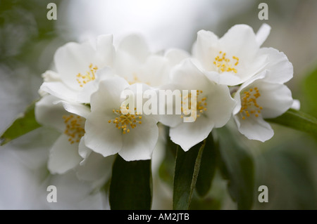 Sweet Mock Orange Philadelphus coronarius Stockfoto