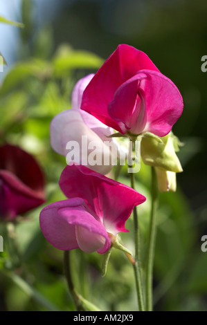 Duftende Platterbse Lathyrus Blumen man Stockfoto