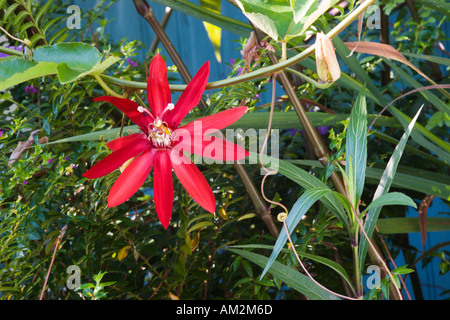 Scharlachrote Passionsblume oder rote Granadilla Stockfoto