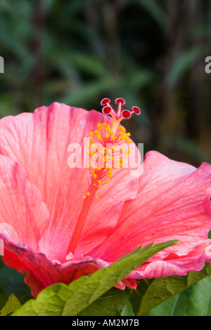 Rote Hibiscus Pflanze in voller Blüte Stockfoto