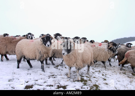 Schwanger Swaledale Schafen auf Moorlandschaften im Winter Blizzards Stockfoto