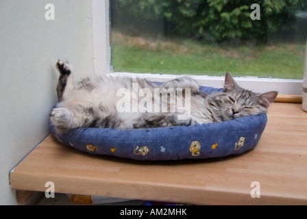 Katze liegend zurück Verbreitung eagled im Donut-Bett Stockfoto