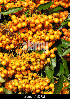 GARTENBAU PYRACANTHA FEUERDORN Stockfoto