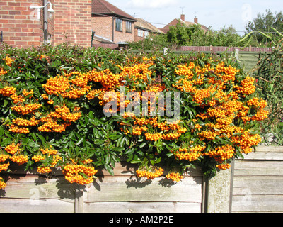 GARTENBAU PYRACANTHA FEUERDORN Stockfoto