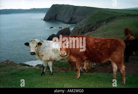 Rinder auf der Klippe top mit Blick auf Caldey Island im Pembrokeshire Nationalpark Pembrokeshire Stockfoto