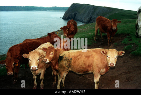 Rinder auf der Klippe top mit Blick auf Caldey Island im Pembrokeshire Nationalpark Pembrokeshire Stockfoto