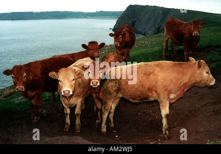 Rinder auf der Klippe top mit Blick auf Caldey Island im Pembrokeshire Nationalpark Pembrokeshire Stockfoto