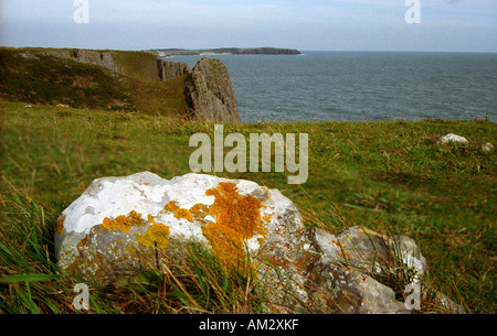 Flechten auf einem Felsen mit Blick auf Caldey Island in Pembrokeshire Wales Stockfoto