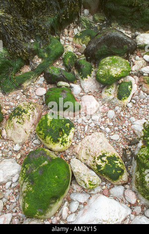 Felsen und Kieselsteine am Strand Stockfoto