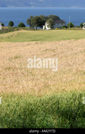 Weizenfeld Stockfoto