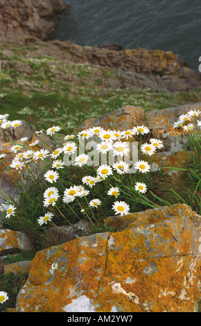 Ochse Auge Daises und Flechten auf einer Klippe in Pembrokeshire Wales Stockfoto