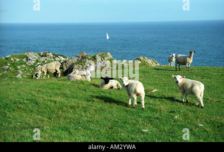 Schafe und Lämmer Weiden auf einer Klippe in Pembrokeshire Wales Stockfoto