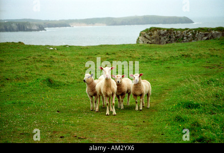 Familie von Schafen auf der Klippe in Pembrokeshire Wales Stockfoto