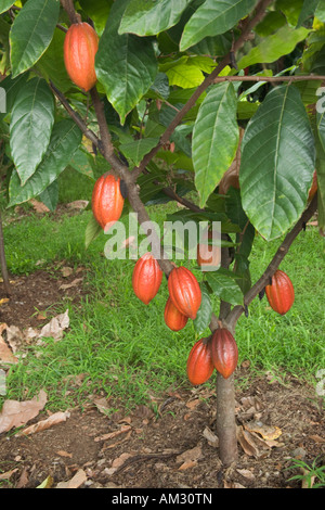 Kakaobaum mit Reifen Schoten. Stockfoto