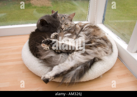 Katzen zusammengerollt zusammen im Bett Donut Stockfoto