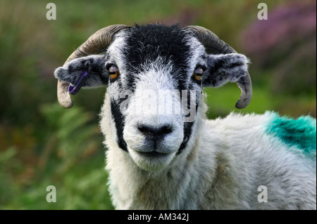 Ein Swaledale Schafen in der Nähe von Danby auf die North York Moors. UK Stockfoto