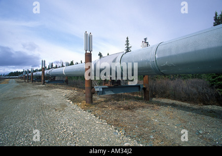 Trans-Alaska-Pipeline auf Route 4 in der Nähe von Paxson AK Stockfoto