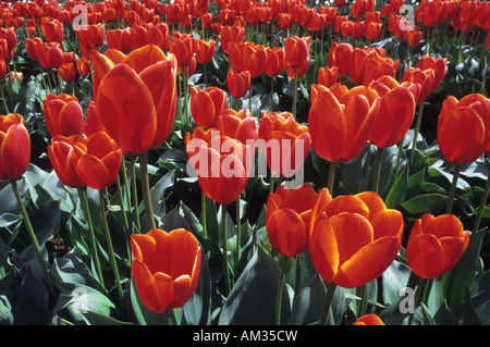 Schöne rote Tulpen Tisch Cape Tulip Farm in Tasmanien Stockfoto