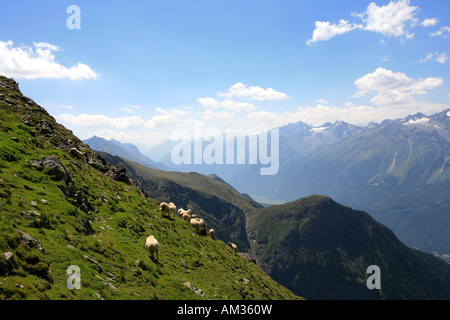 Schafe auf einem Berghang, Ötztal, Tirol, Österreich Stockfoto